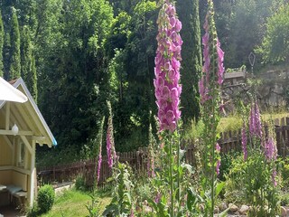 Appartement Dachsberg Buitenaudio-opname 9