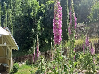 Apartment Dachsberg Outdoor Recording 4