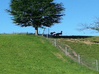 Apartment Bad Bayersoien Umgebung 21