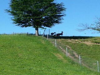 Appartement Bad Bayersoien Environnement 21
