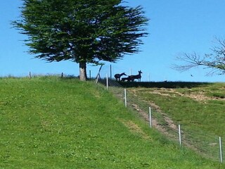 Appartement Bad Bayersoien Environnement 32
