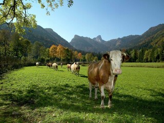 Appartement Laufen an der Salzach Environnement 18