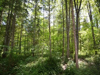 Appartement Schönau am Königssee Environnement 33
