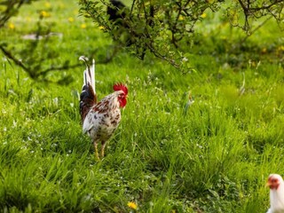 Appartamento Schönau am Königssee Ambiente 37