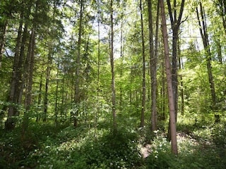 Appartement Schönau am Königssee Environnement 21
