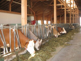 Appartement Ingenried Omgeving 33