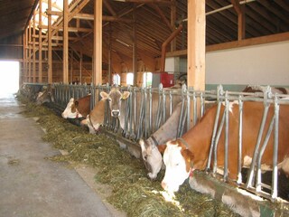 Appartamento Ingenried Ambiente 35