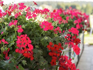 Boerderij Ingenried  40