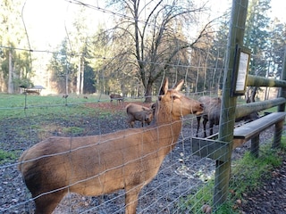 Vakantiehuis Stadlern  38