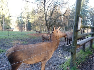 Holiday house Stadlern  39