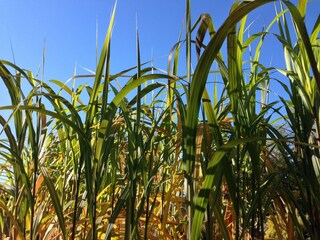 Maison de vacances Tännesberg Environnement 10