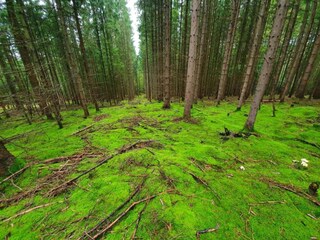 Holiday house Tännesberg Environment 31