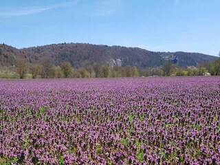Maison de vacances Riedenburg Environnement 29