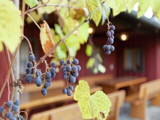 Appartement Ruhmannsfelden  40