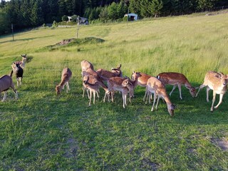Vakantiehuis Schöfweg Omgeving 25