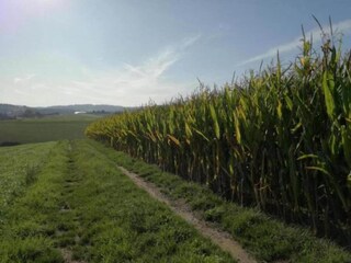 Casa de vacaciones Altenfeld Entorno 29