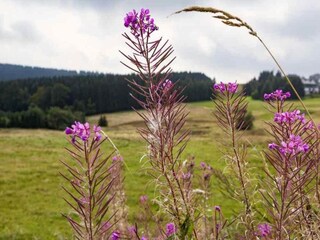 Casa per le vacanze Altenfeld Ambiente 23