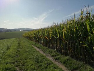 Maison de vacances Altenfeld Environnement 35