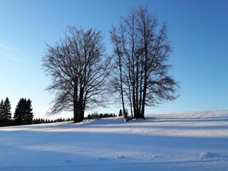 Appartement Frauenwald Environnement 34