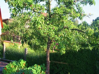 Vakantiehuis Emsetal Buitenaudio-opname 9