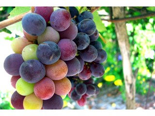 Vakantiehuisje Labastida  42