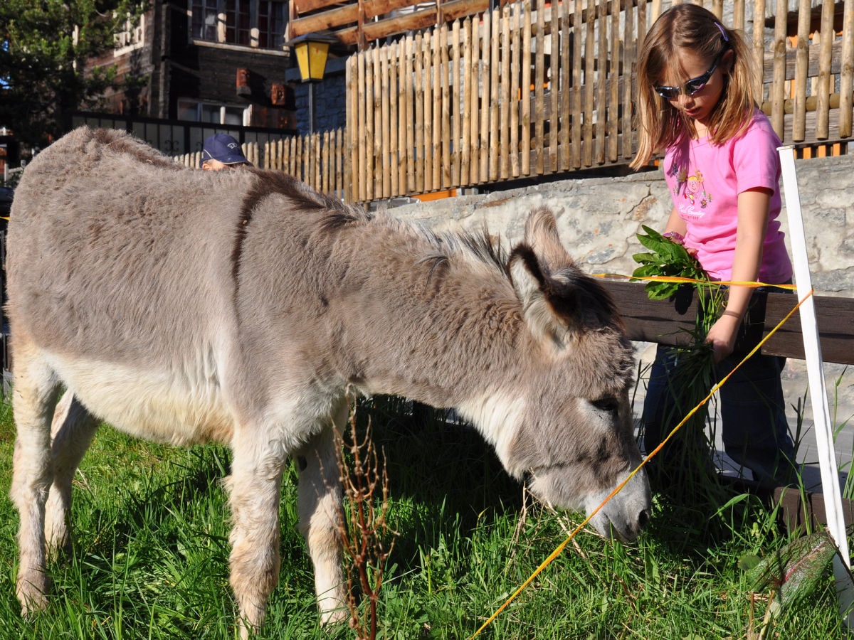 Tiere in der Nachbarschaft