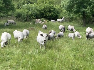 Casa per le vacanze Mouthoumet Ambiente 33