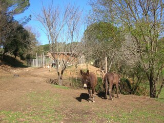 Vakantiehuisje Riudarenes Omgeving 34