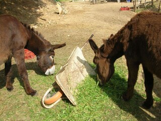 Maison de vacances Riudarenes  40