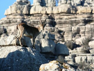 Maison de vacances Villanueva de la Concepción Environnement 24