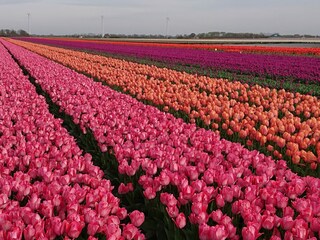 Tulpenblüte im April-Mai