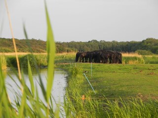 Vakantiehuis Callantsoog Omgeving 16