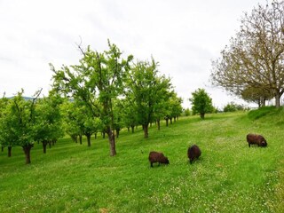 Maison de vacances Tournon-d'Agenais Environnement 28