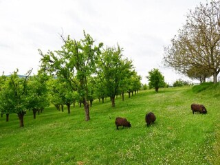 Maison de vacances Tournon-d'Agenais Environnement 34