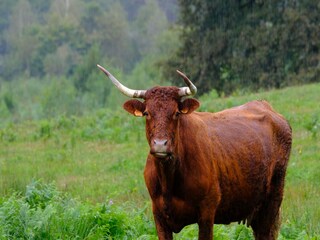 Vakantiehuis Laval-sur-Luzège Buitenaudio-opname 5