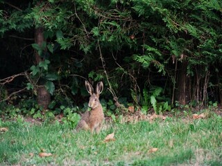 Casa per le vacanze Laval-sur-Luzège Ambiente 35