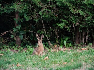 Holiday house Laval-sur-Luzège Environment 34