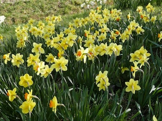 Der Frühling kommt