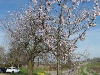 Mandelblühte an der Südl. Weinstrasse in der Pfalz