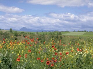 Castle Lurcy-Lévis Environment 35