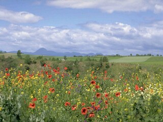 Castillo Lurcy-Lévis Entorno 34