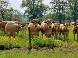 Holiday house Tronget Outdoor Recording 10