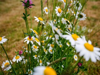 Casa per le vacanze Saint-Priest-en-Murat  30