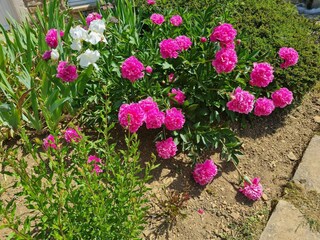 Ferienhaus Vault-de-Lugny Außenaufnahme 5