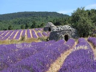 Maison de vacances Céreste Environnement 36