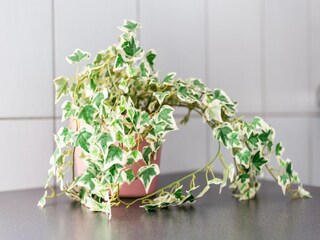 Maison de vacances Chateauneuf-Villevieille  40