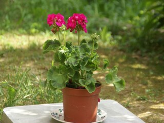 Holiday house Chateauneuf-Villevieille  40