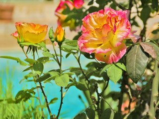 Villa Saint-Paul-de-Vence  28