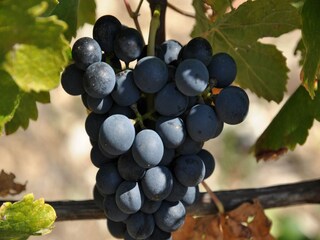 Villa Montregard  39