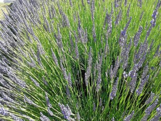 Holiday house Saint-Jean-le-Centenier  40